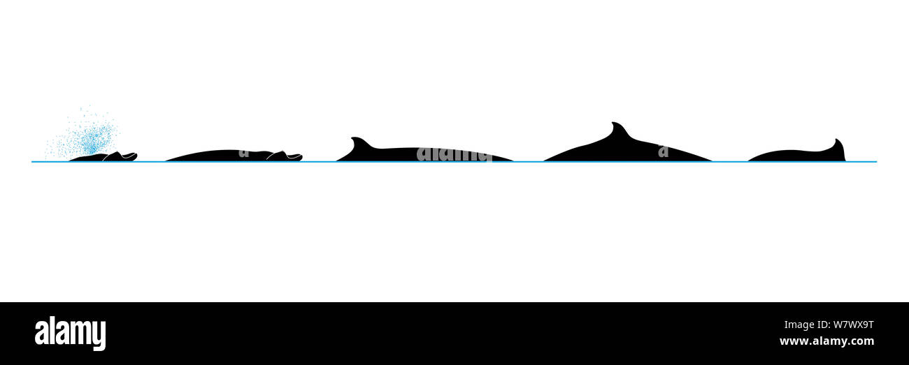 Illustration de la baleine à bec de Blainville / Atlantic Sowerby (Mesoplodon densirostris) le profil de surface avec coup et séquence de plongée. Banque D'Images