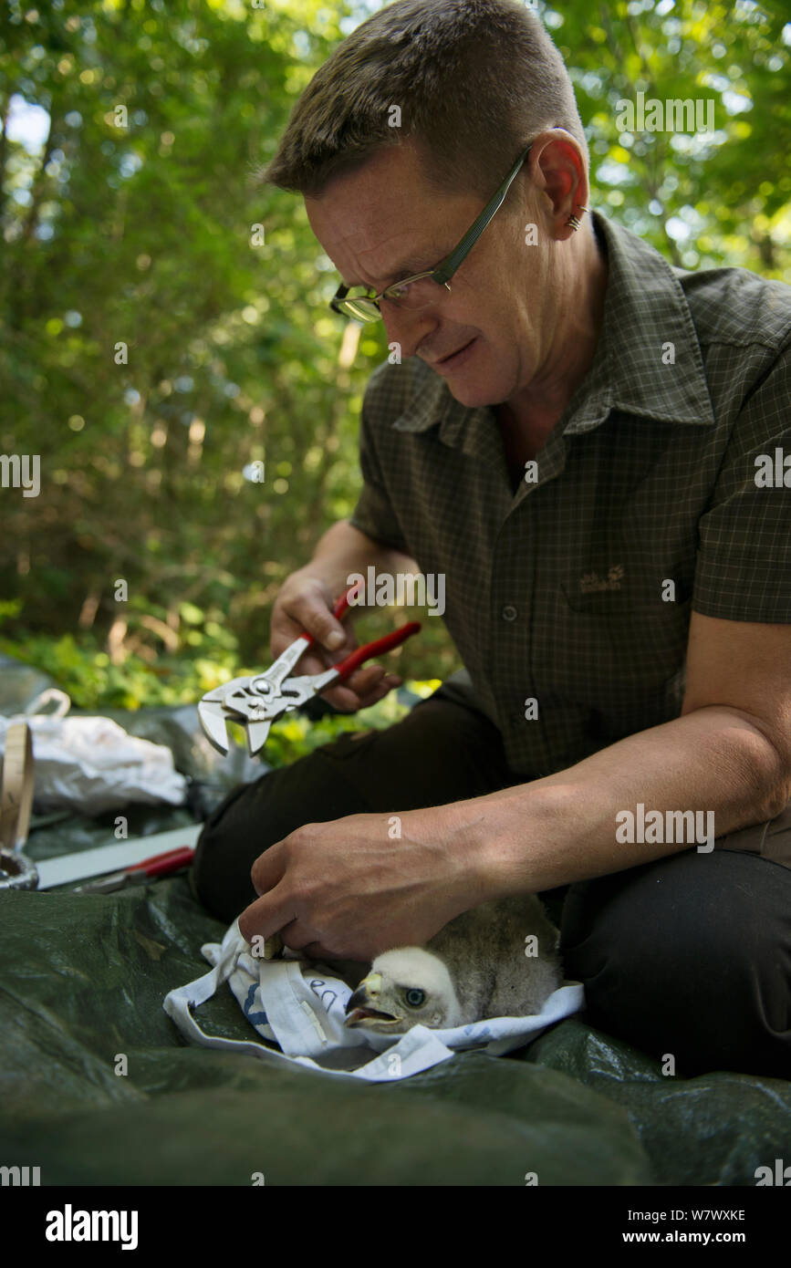 L'Autour des palombes (Accipiter gentilis) niché entourée par le Dr Norbert Kenntner, partie d'un Autour des palombes urbaines étude sonnerie couleur. Berlin, Allemagne. Juin 2014. Banque D'Images