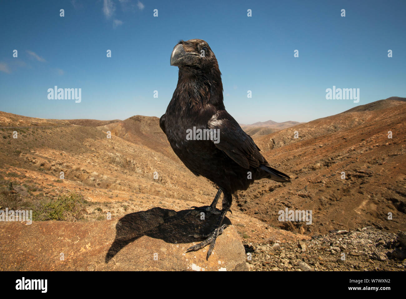 Grand corbeau (Corvus corax), connu localement sous le nom de &# 39;Geronimo&# 39 ;. Fuerteventura, Îles Canaries, Espagne. Avril. Banque D'Images