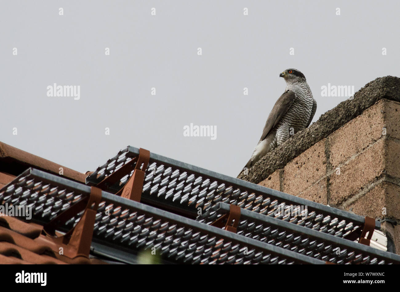 L'Autour des palombes (Accipiter gentilis), adulte perché sur toit à la recherche de proies. Berlin, Allemagne. De juin. Banque D'Images