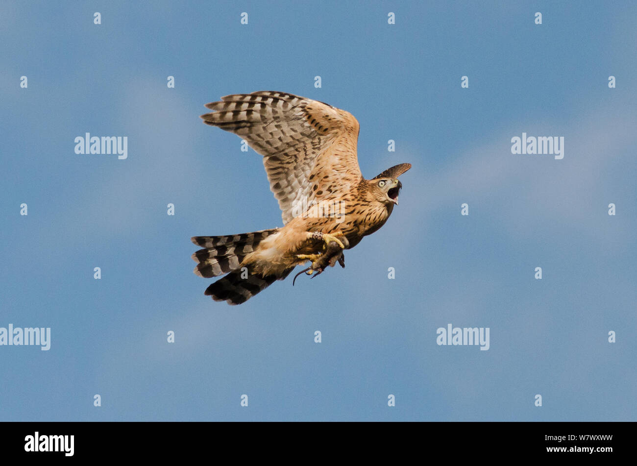 Les juvéniles autour des palombes (Accipiter gentilis) en vol, l'exercice demeure de rat surmulot (Rattus norvegicus). Berlin, Allemagne. Juillet. Banque D'Images