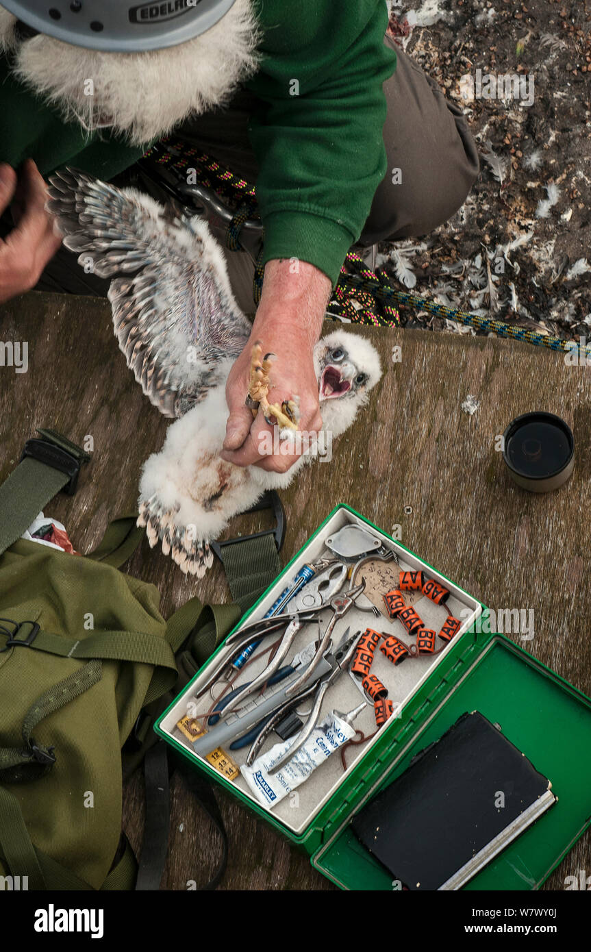 Le faucon pèlerin (Falco peregrinus) est annelé couleur au site de nidification urbaine sur un grand bâtiment à Londres. Hammersmith, Londres, Royaume-Uni. Mai 2013. Banque D'Images