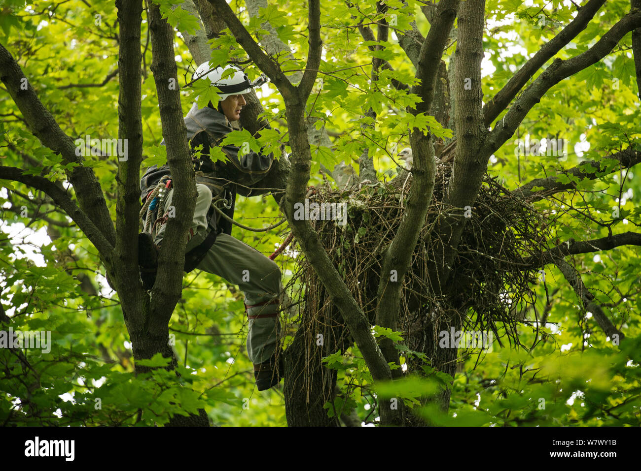 Le Dr Norbert Kenntner pour atteindre un Autour des palombes (Accipiter gentilis) niché dans un grand nid en haut des arbres. Berlin, Allemagne. Mai. Banque D'Images