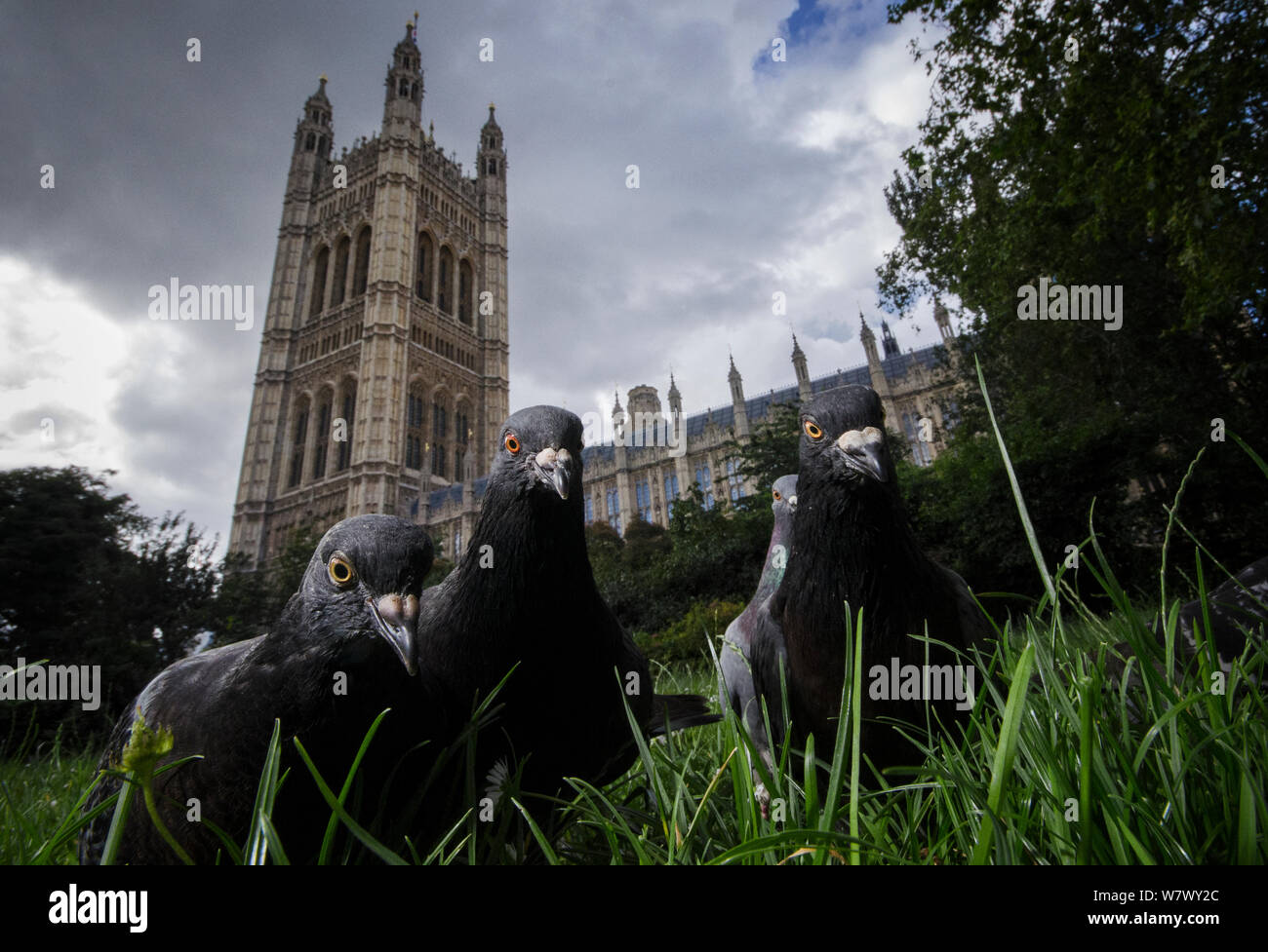 Pigeons sauvages (Columba livia) devant les Maisons du Parlement à Westminster. Londres, Royaume-Uni. Juillet. Finaliste en 2013 Terre Sauvage Nature&# 39;s Images awards, catégorie urbaine. Banque D'Images