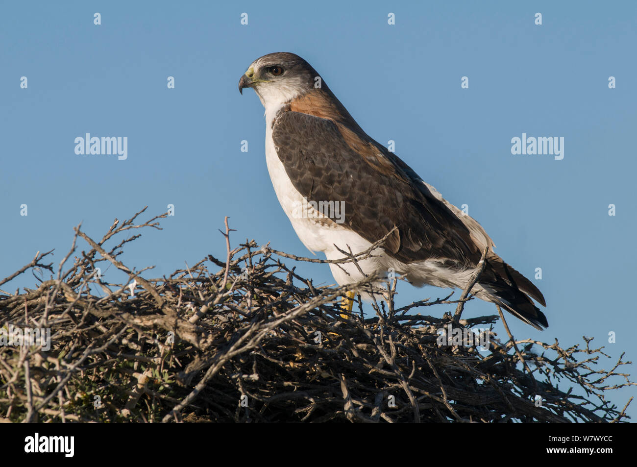 Hawk (Geranoaetus polyosoma variable) sur le nid, la Péninsule de Valdès, Chubut, Patagonie, Argentine. Banque D'Images