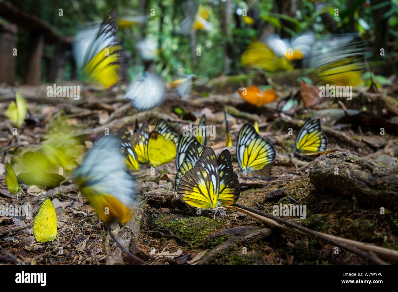 L'agrégation des papillons - principalement de scie Bornéo (Prioneris Cornelia), émigrant jaune (Catopsilia scylla) et orange (gull Cepora iudith) prise de minéraux à partir de forêt tropicale humide sur sol. Parc national de Temburong, Brunei, Bornéo. Banque D'Images