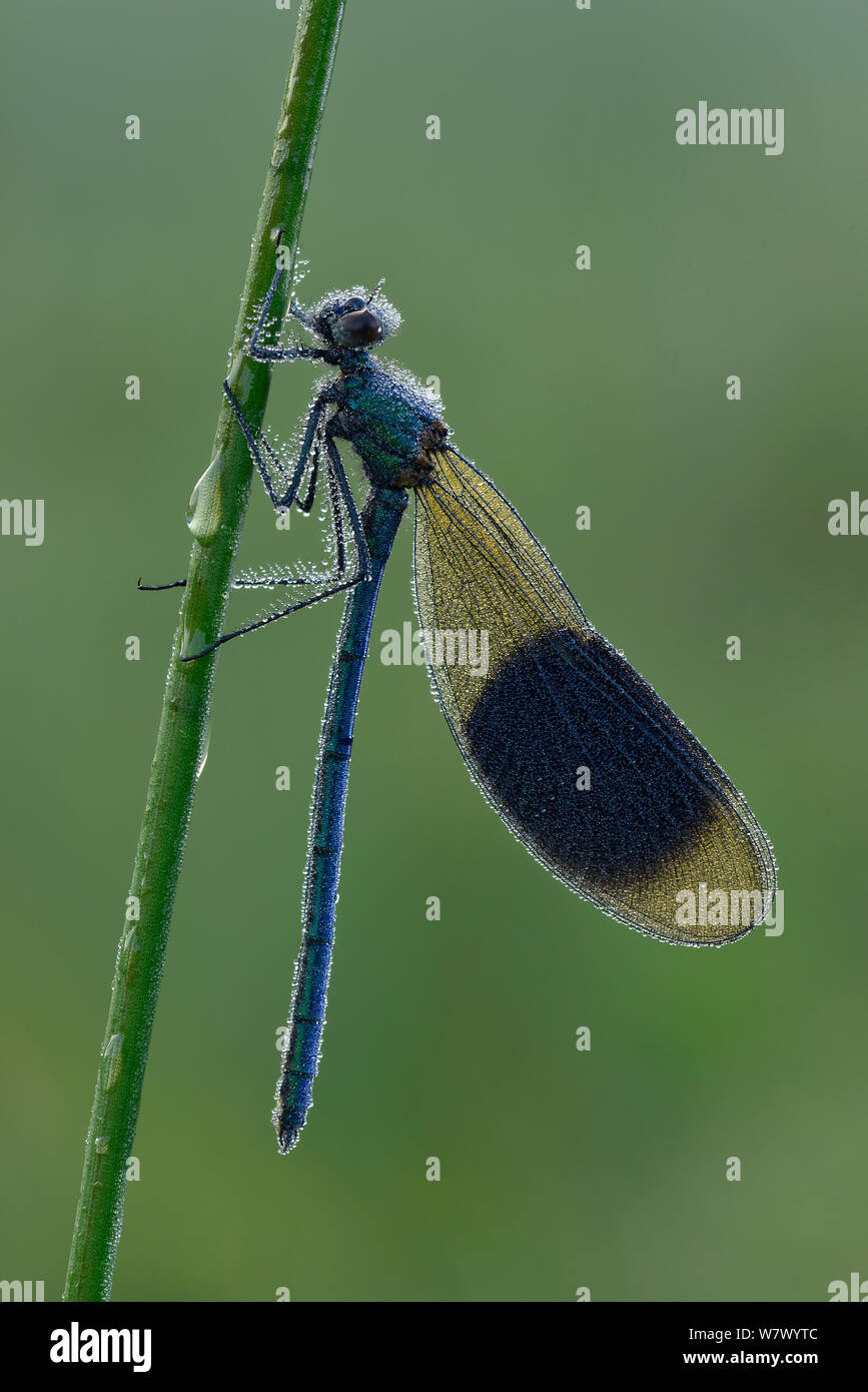 Demoiselle (Calopteryx splendens bagués) mâles couverts au début de la rosée du matin, Hertfordshire, England, UK. Juin Banque D'Images