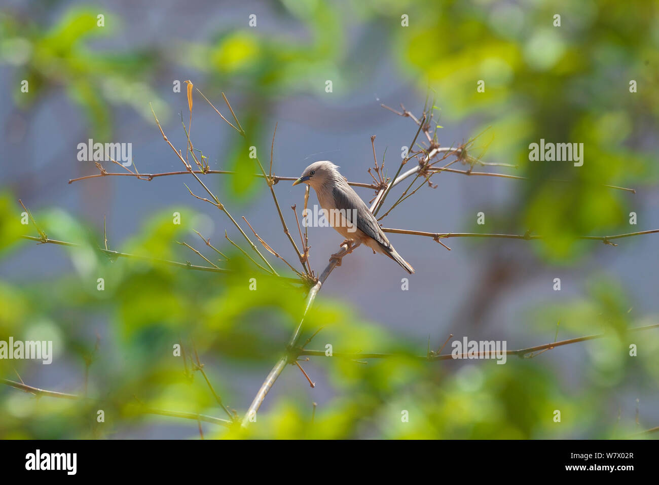 Chestnut-tailed Starling (Sturnus malabaricus) Simao, Préfecture de la province de Yunnan, Chine, Asie Banque D'Images