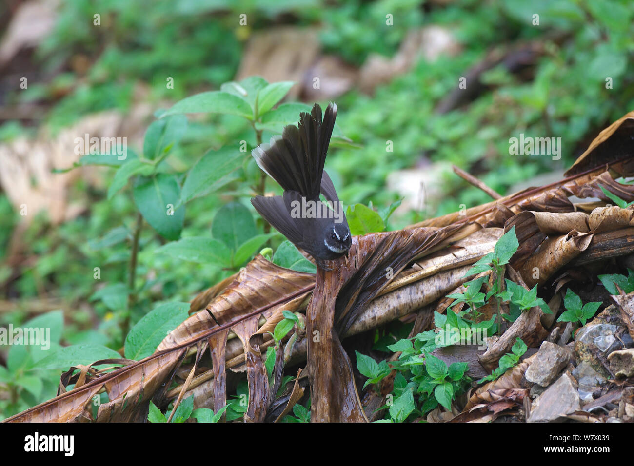 White-browed Fantail (Rhipidura albicollis) avec queue, se déploient en Jailigong Mountain National Nature Reserve, Tengchong county, Yunnan Province, China, Asia Banque D'Images