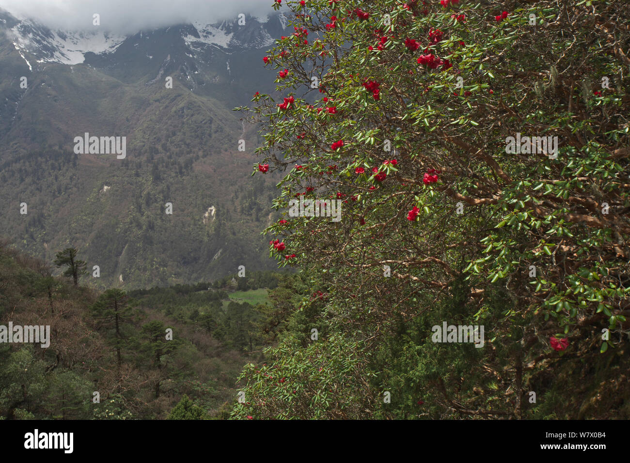 Rhododendron Rhododendron arboreum (arbre fleurs), Makalu, montagne du Parc National du Mont Qomolangma, comté de Dingjie, Plateau du Tibet, la Chine, l'Asie Banque D'Images