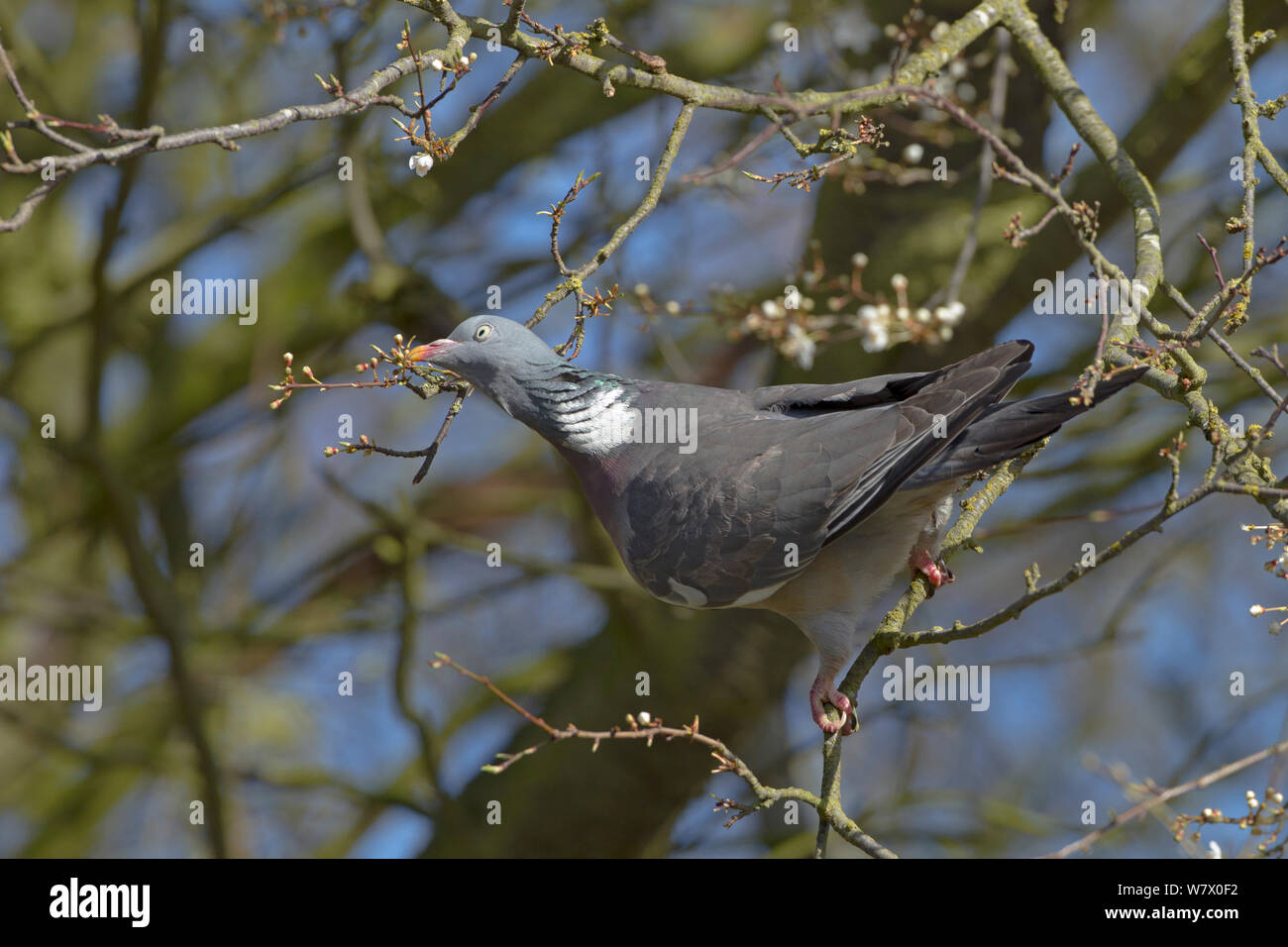 Pigeon ramier (Columba palumbus) se nourrir de nouveaux bourgeons, Norfolk, East Anglia, Angleterre, Royaume-Uni, février. Banque D'Images
