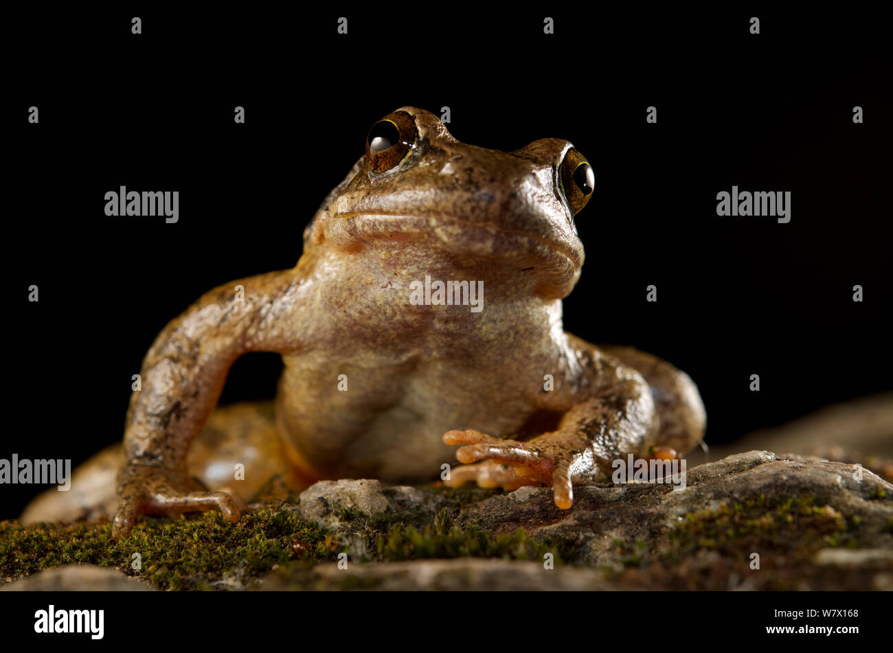 Flux des Balkans frog (Rana graeca) Macédoine. Banque D'Images