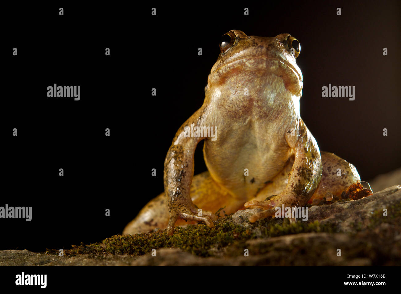 Flux des Balkans frog (Rana graeca) Macédoine. Banque D'Images