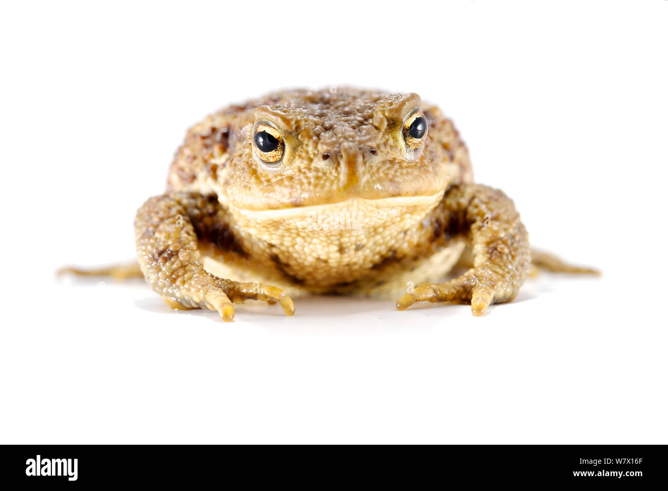 Crapaud commun (Bufo bufo) caative vers l'Europe. Banque D'Images