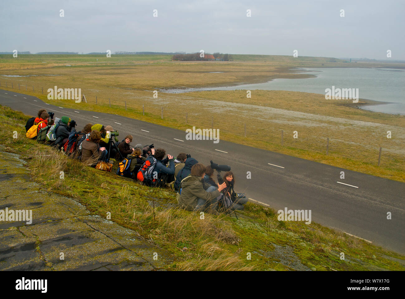 Groupe de jeunes oiseaux. Zélande, Pays-Bas, février 2008. Banque D'Images