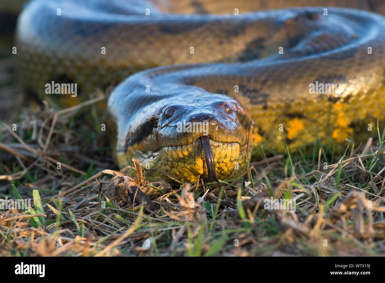 Anaconda Geant Banque D Image Et Photos Alamy