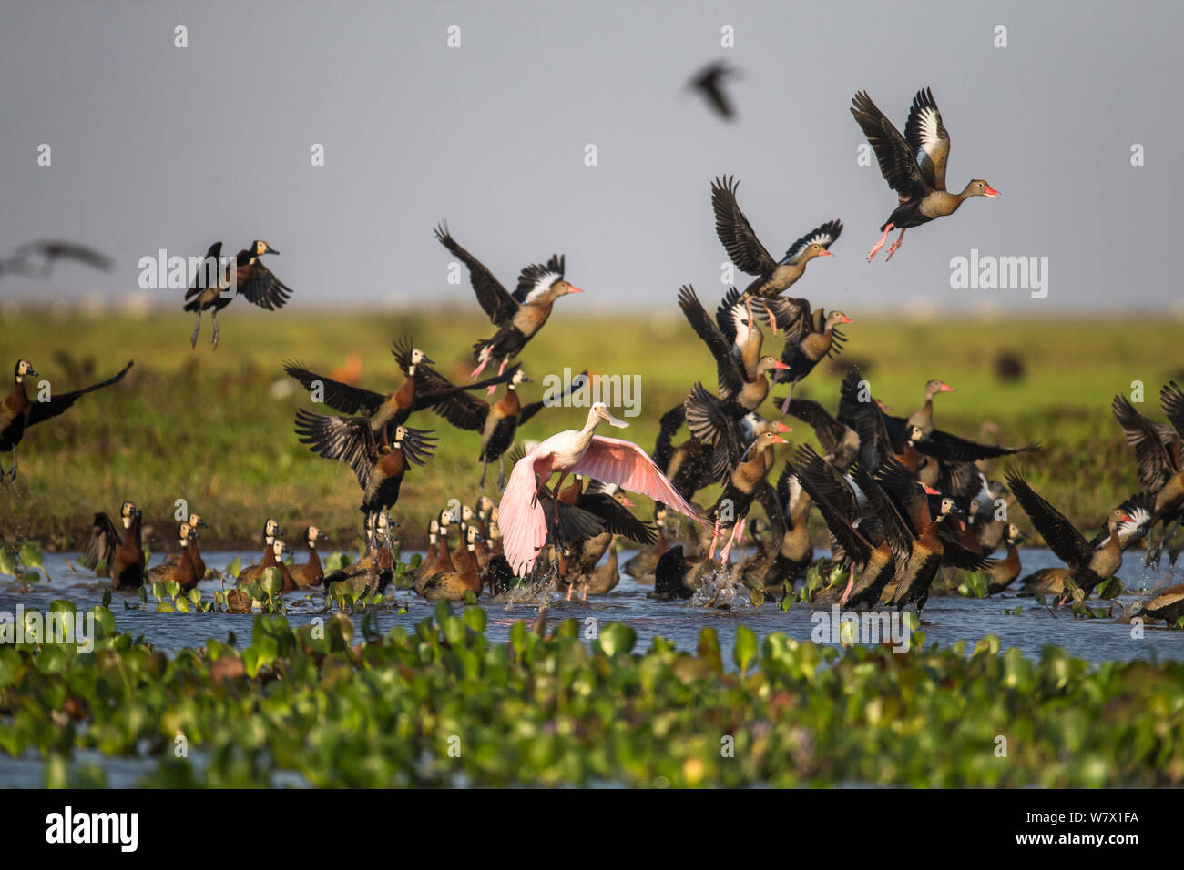 Bande de white-faced whistling duck (Dendrocygna viduata), de sifflement à ventre noir (Dendrocygna autumnalis) et Roseate Spoonbill (Ajaia ajaia) dépose de l'eau peu profonde de Hato El Cedral, Llanos, Venezuela. Banque D'Images