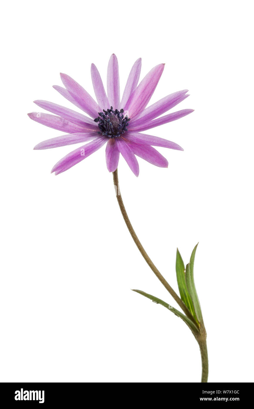 Feuillus Anemone (Anemone hortensis) fleur, Pieve, Italie, février. meetyourneighbors.net project Banque D'Images