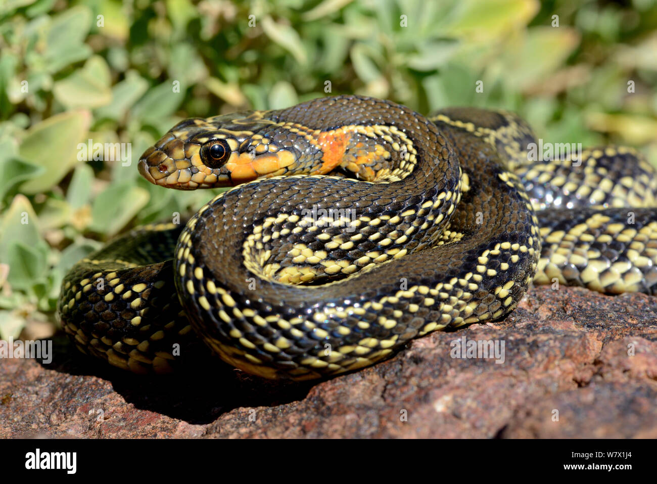 Snake whip Horseshoe (Hemorrhois hippocrepis) portrait, Souss, Maroc. Banque D'Images