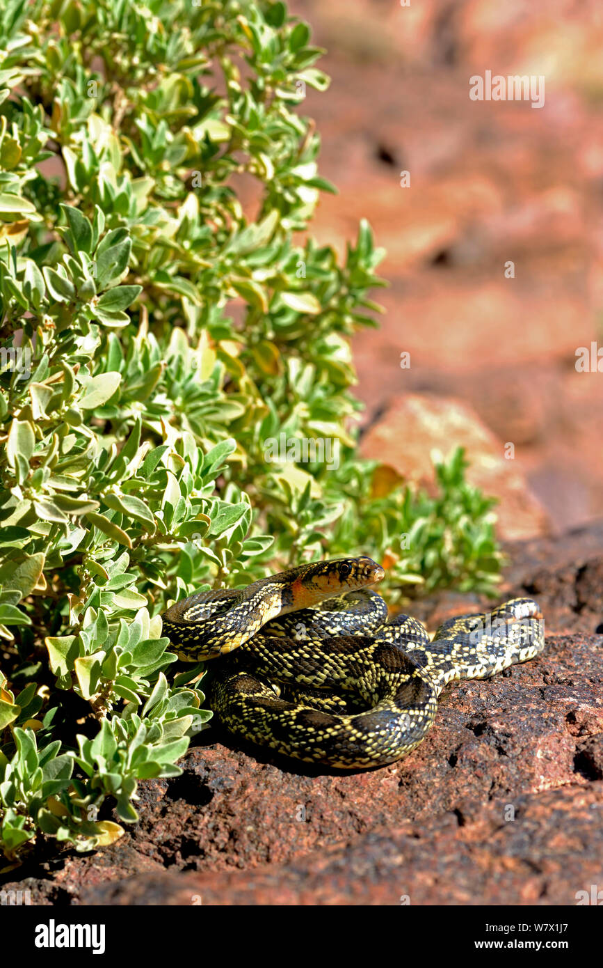 Snake whip Horseshoe (Hemorrhois hippocrepis) enroulé, Souss, Maroc. Banque D'Images