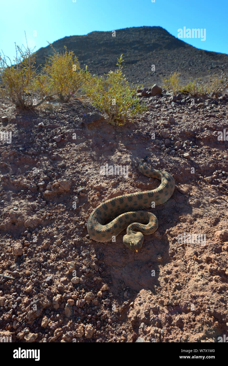Vipère à cornes (Cerastes cerastes) dans l'habitat, près de Ouarzazate, Maroc. Banque D'Images