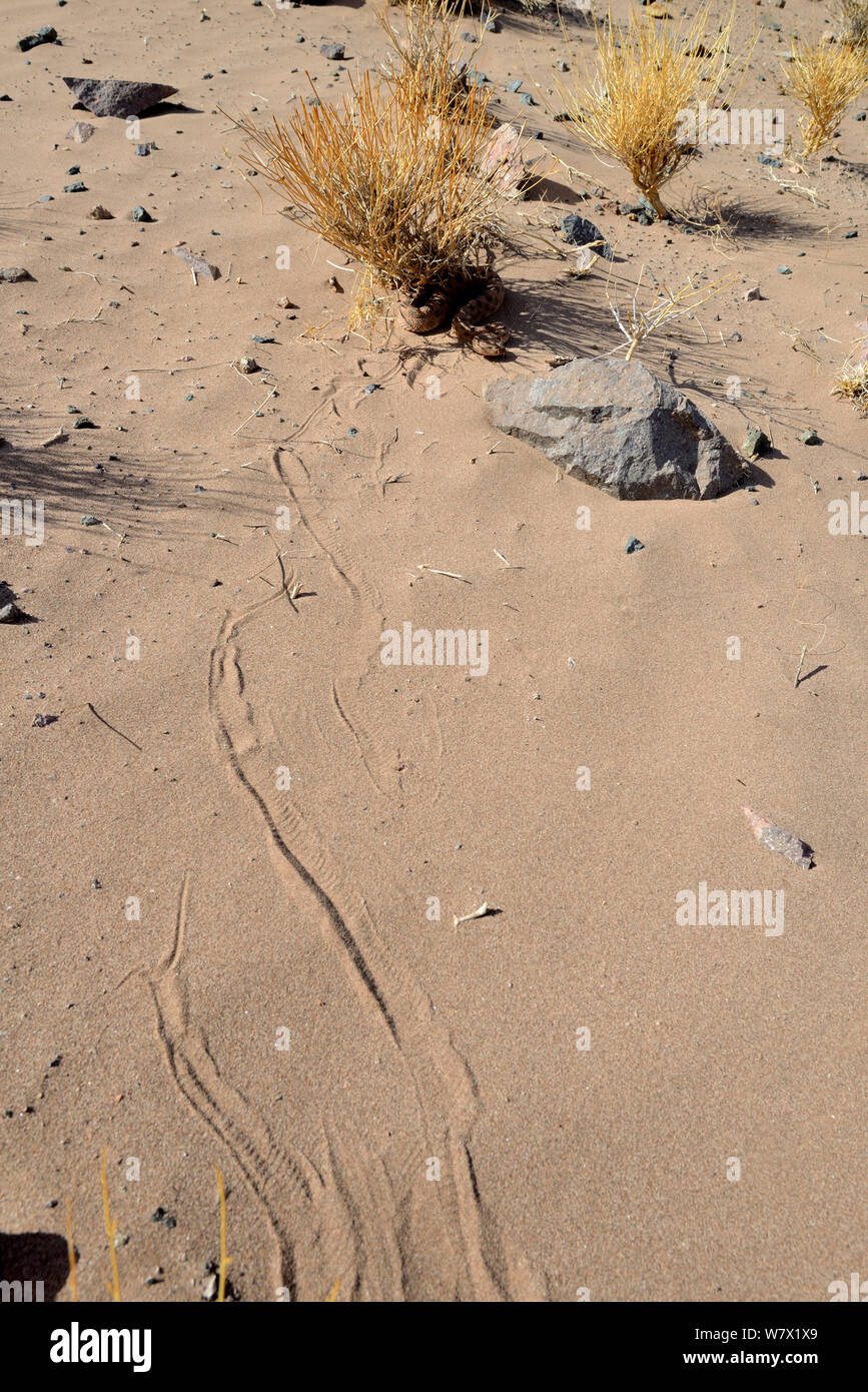 Vipère à cornes (Cerastes cerastes) reposant à l'ombre de bush avec les pistes dans le sable, près de Ouarzazate, Maroc. Banque D'Images