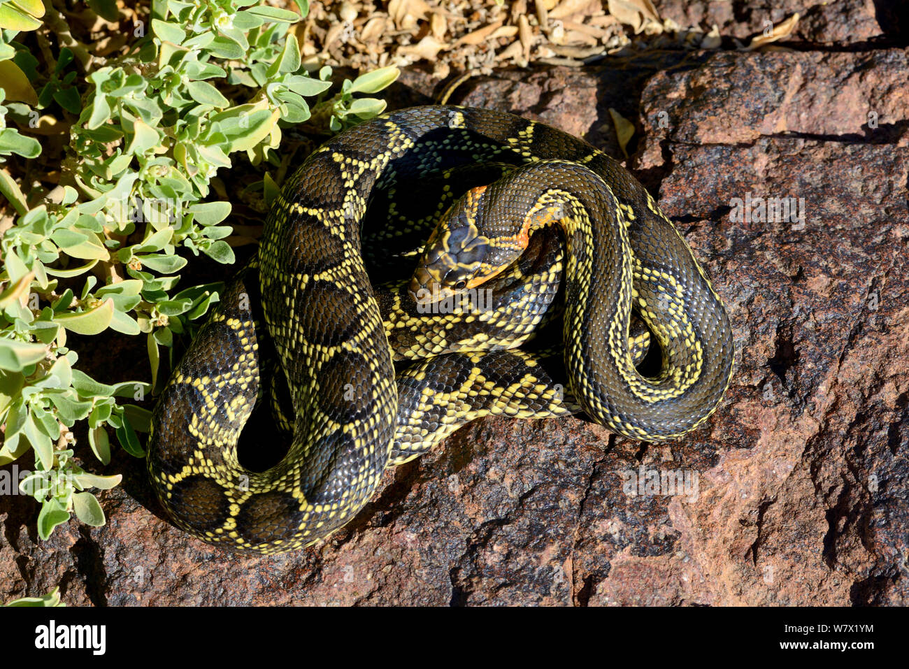Snake whip Horseshoe (Hemorrhois hippocrepis), Maroc. Banque D'Images