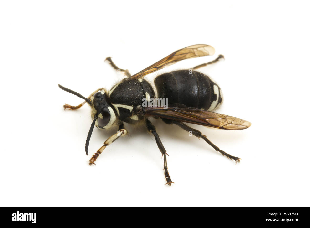 Baldfaced Hornet (Dolichovespula maculata) Réservoir de genévriers, vue sur le lac, Lake County, Oregon, USA, juin. Banque D'Images