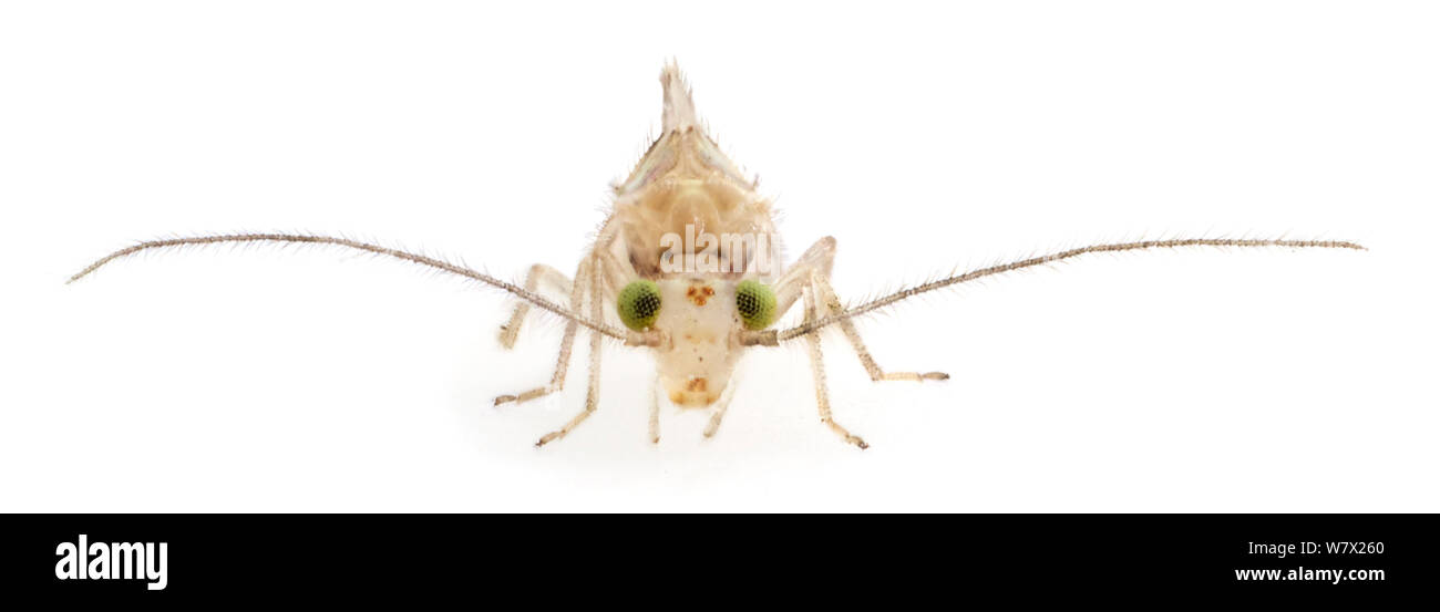 Trichopsocus dalii (écorce) introduit cette espèce se trouve dans les Etats du Golfe et sur la côte atlantique de l'Aquarena Springs, États-Unis d'Amérique, San Marcos, Hays County, Texas, USA. Banque D'Images