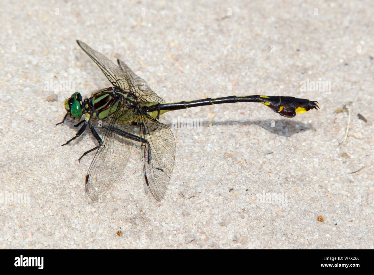 Le gomphe des rapides (Gomphus dilatatus Blackwater) mâle, Conway, Horry County, Caroline du Sud, USA, mai. Banque D'Images