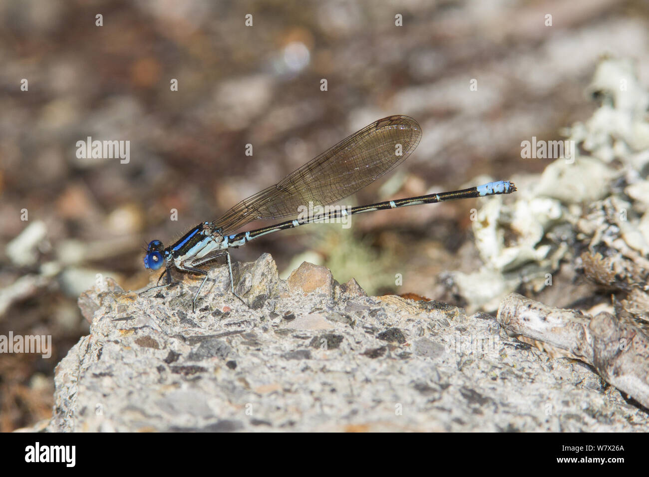 Blueringed Dancer (Argia sedula) mâle, Conway, Bol à Punch Horry County, Caroline du Sud, USA. Banque D'Images