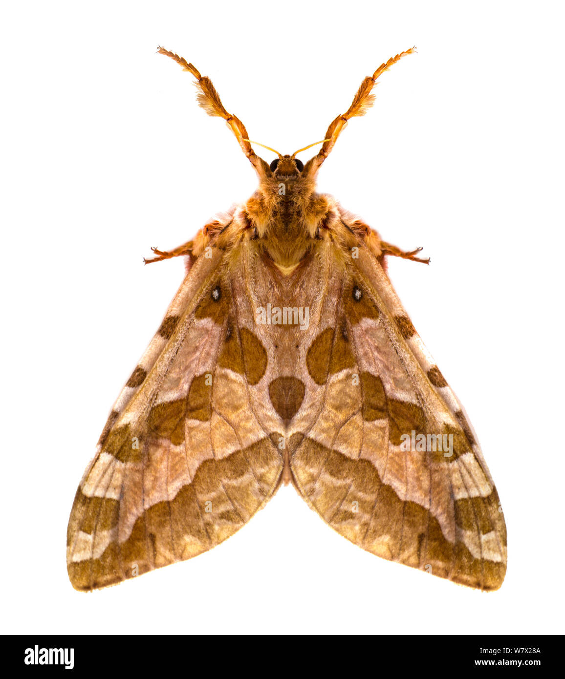 Fourspotted Ghost (Sthenopis purpurascens) sur fond blanc, Evergreen, Flathead Comté, Montana, USA. Banque D'Images