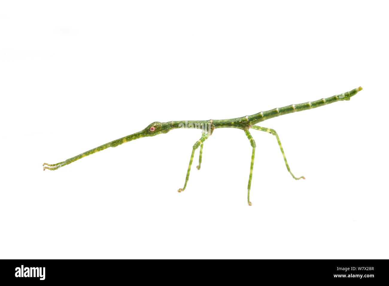 Bâton de marche géante (Megaphasma dentricus) nymphe mue verte, Austin, comté de Travis, Texas, USA. Banque D'Images