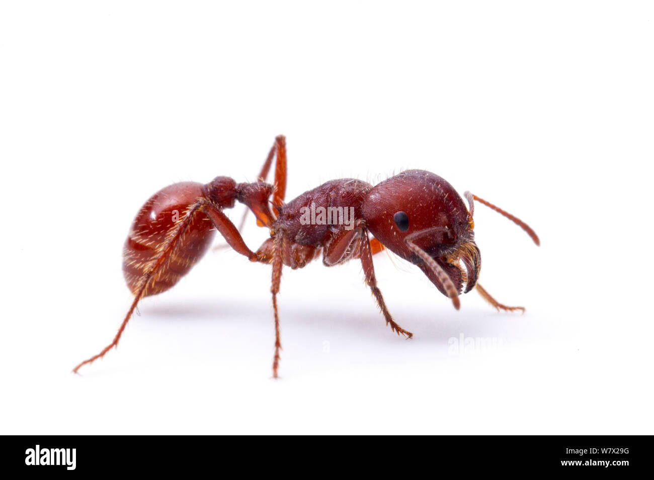 Harvester ant (Pogonomyrmex barbatus), travailleur, Ecolab Moring Bruce Edwards Comté, Texas, USA. Banque D'Images