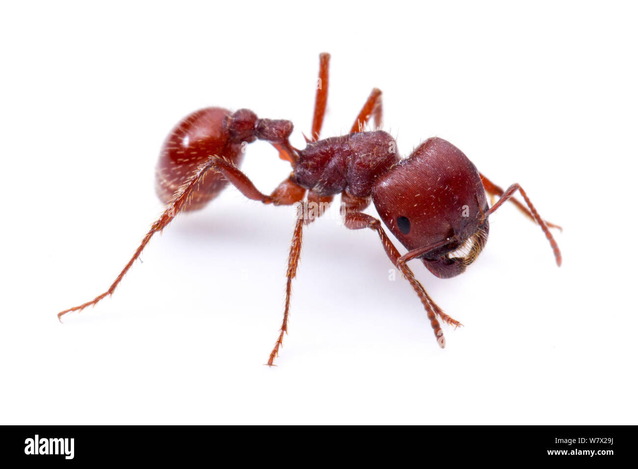 Harvester ant (Pogonomyrmex barbatus), travailleur, Ecolab Moring Bruce Edwards Comté, Texas, USA. Banque D'Images
