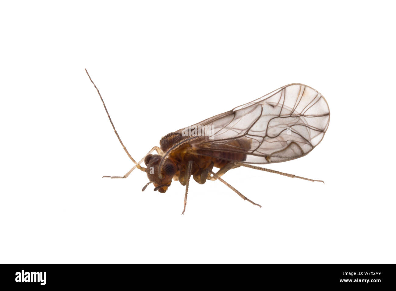 Pou l'écorce (Lachesilla nubilis) féminin, San Marcos, Hays County, Texas, USA. Banque D'Images