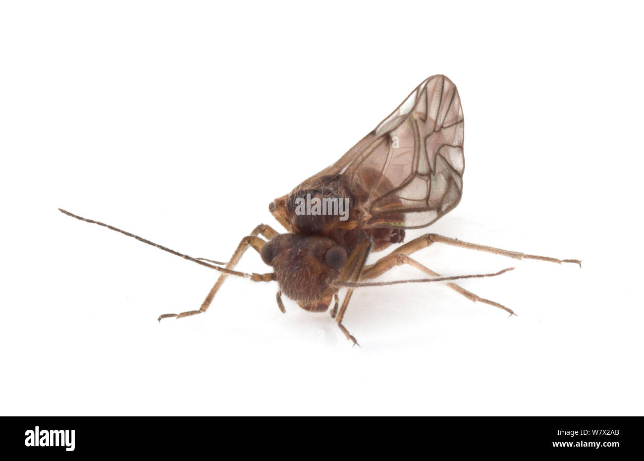 Pou l'écorce (Lachesilla nubilis) féminin, San Marcos, Hays County, Texas, USA. Banque D'Images