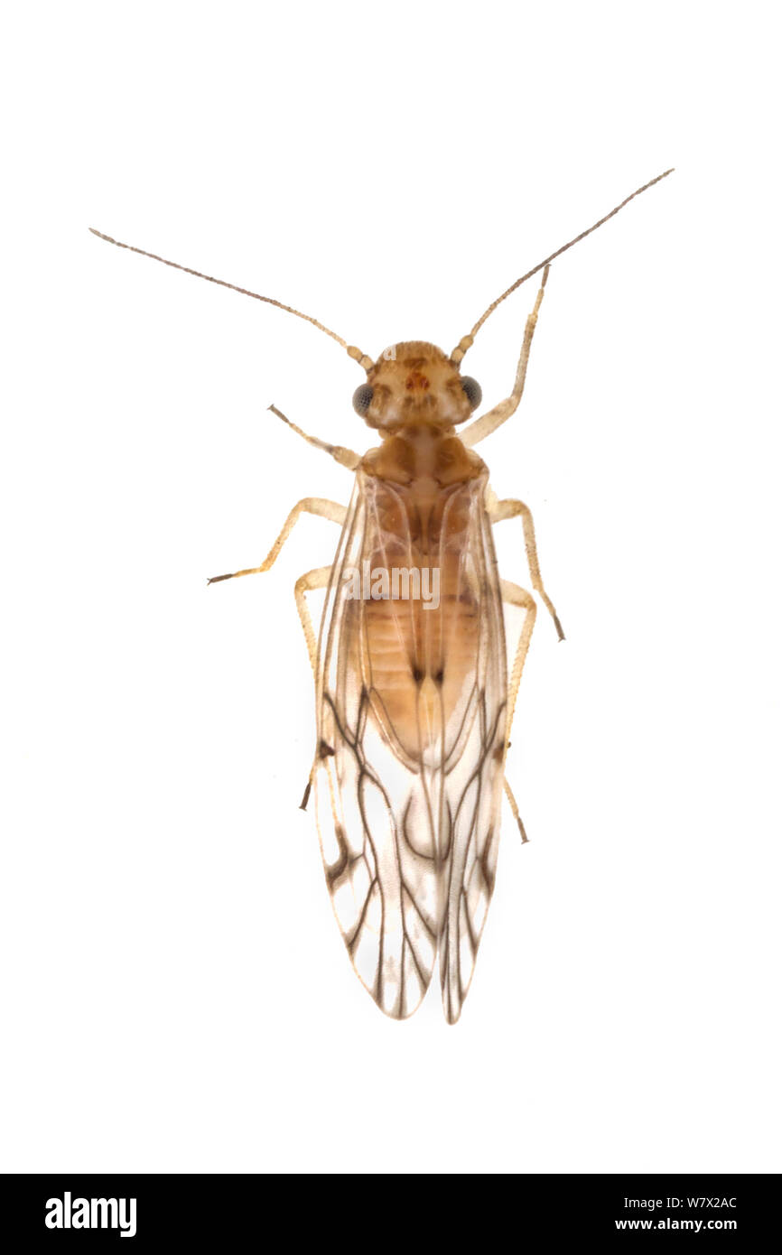 Pou l'écorce (Lachesilla texana ) San Marcos, Hays County, Texas, USA. Banque D'Images