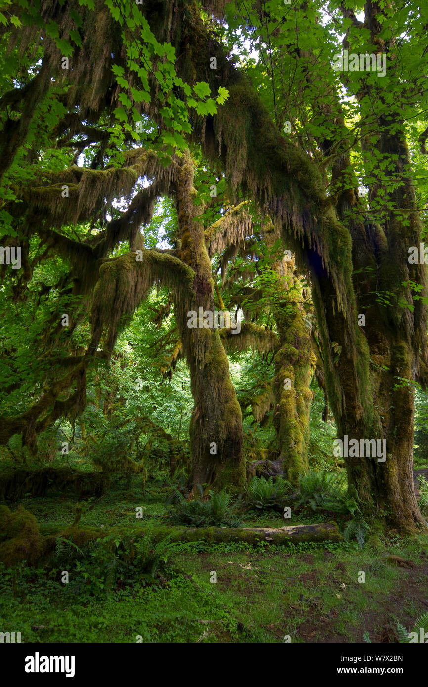 Hoh Rainforest, Hall de mousses Trail, Olympic National Park, comté de Jefferson, Washington, USA, juin. Banque D'Images