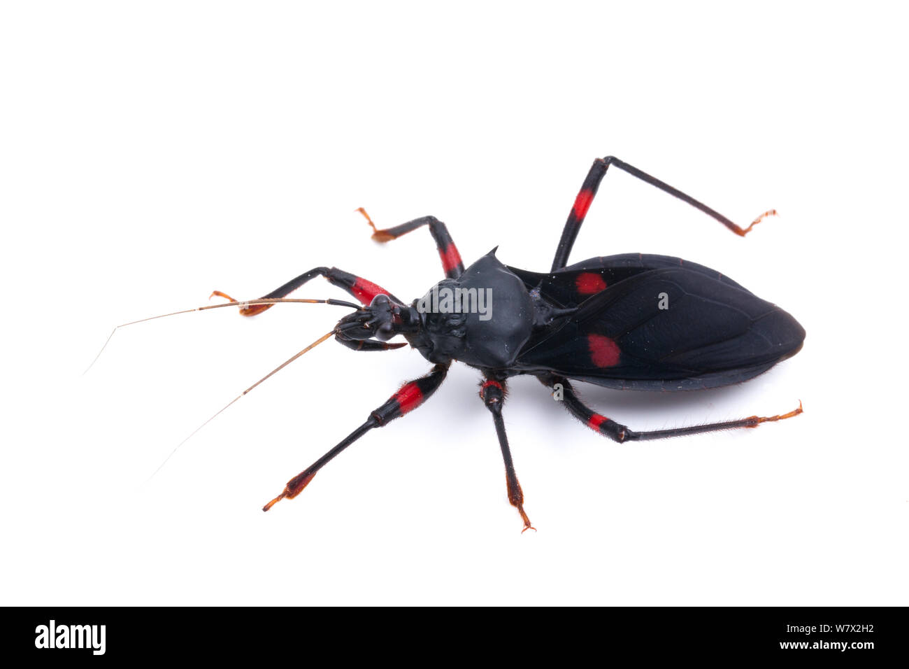 Redspotted Assassin Bug (Platymeris laevicollis) captifs à Université de Texas Collection d'insectes. Banque D'Images