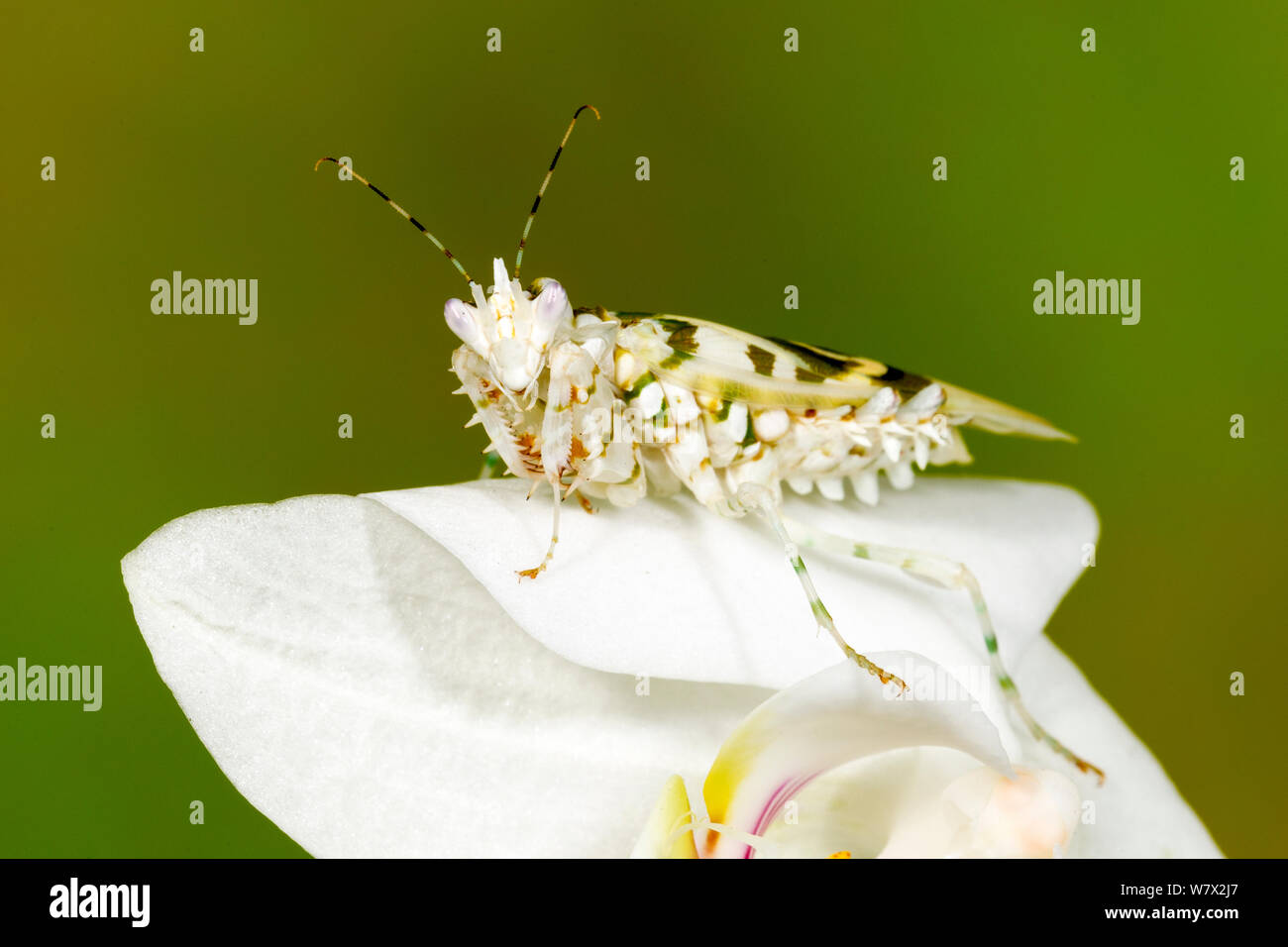 Fleur épineuse (Pseudocreobotra wahlbergii Mantis) captifs à la Collection d'insectes de l'Université du Texas. Banque D'Images
