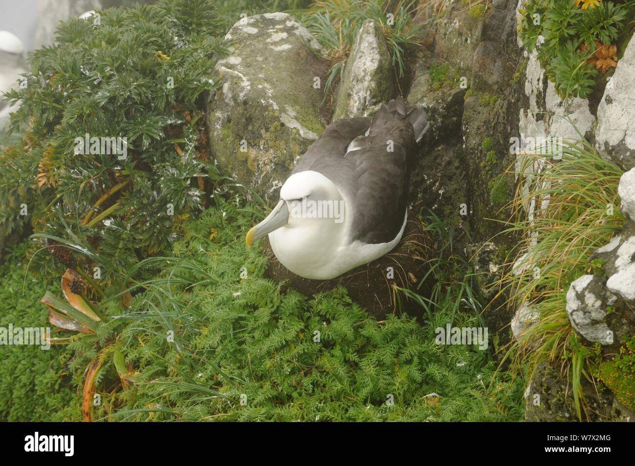 Albatros à cape blanche (Thalassarche steadi) sur son nid, îles Auckland, Nouvelle-Zélande, février. Banque D'Images
