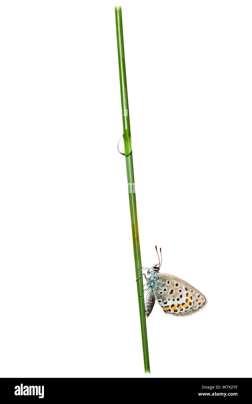 Papillon bleu étoilé d'argent (Plebejus argus) femelle sur l'herbe, Hautes-Alpes, Parc Naturel du Queyras, France, juillet. meetyourneighbors.net projet. Banque D'Images