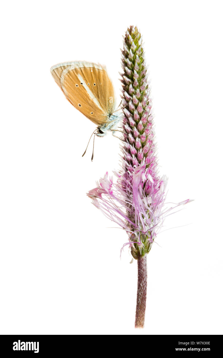 Papillon bleu (Polyommatus Damon Damon) sur fleur de plantain, Hautes-Alpes, Parc Naturel du Queyras, France, juillet. meetyourneighbors.net projet. Banque D'Images