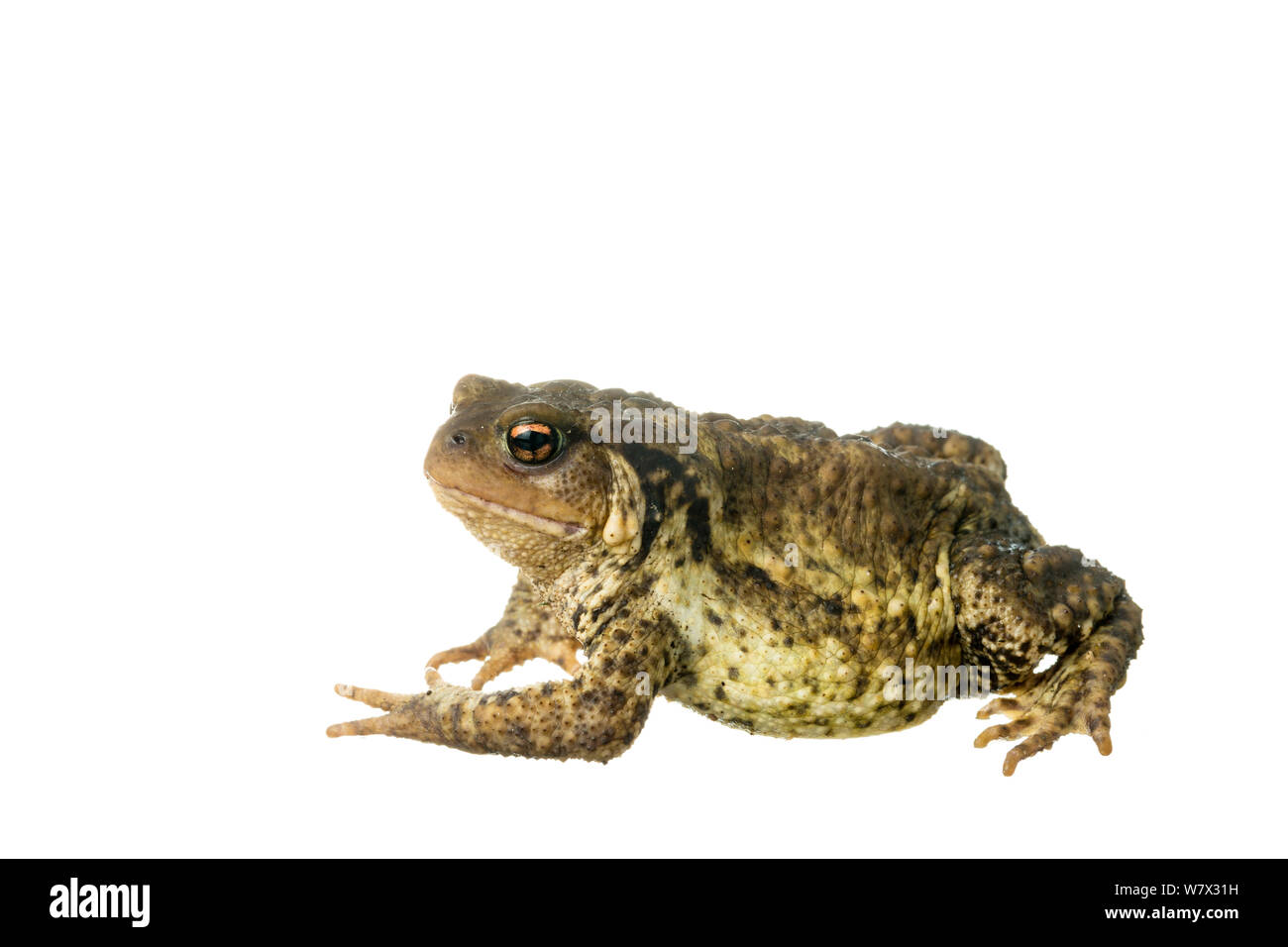 Politique européenne (Bufo bufo), le Maine-et-Loire, France, juin. meetyourneighbors.net projet. Banque D'Images