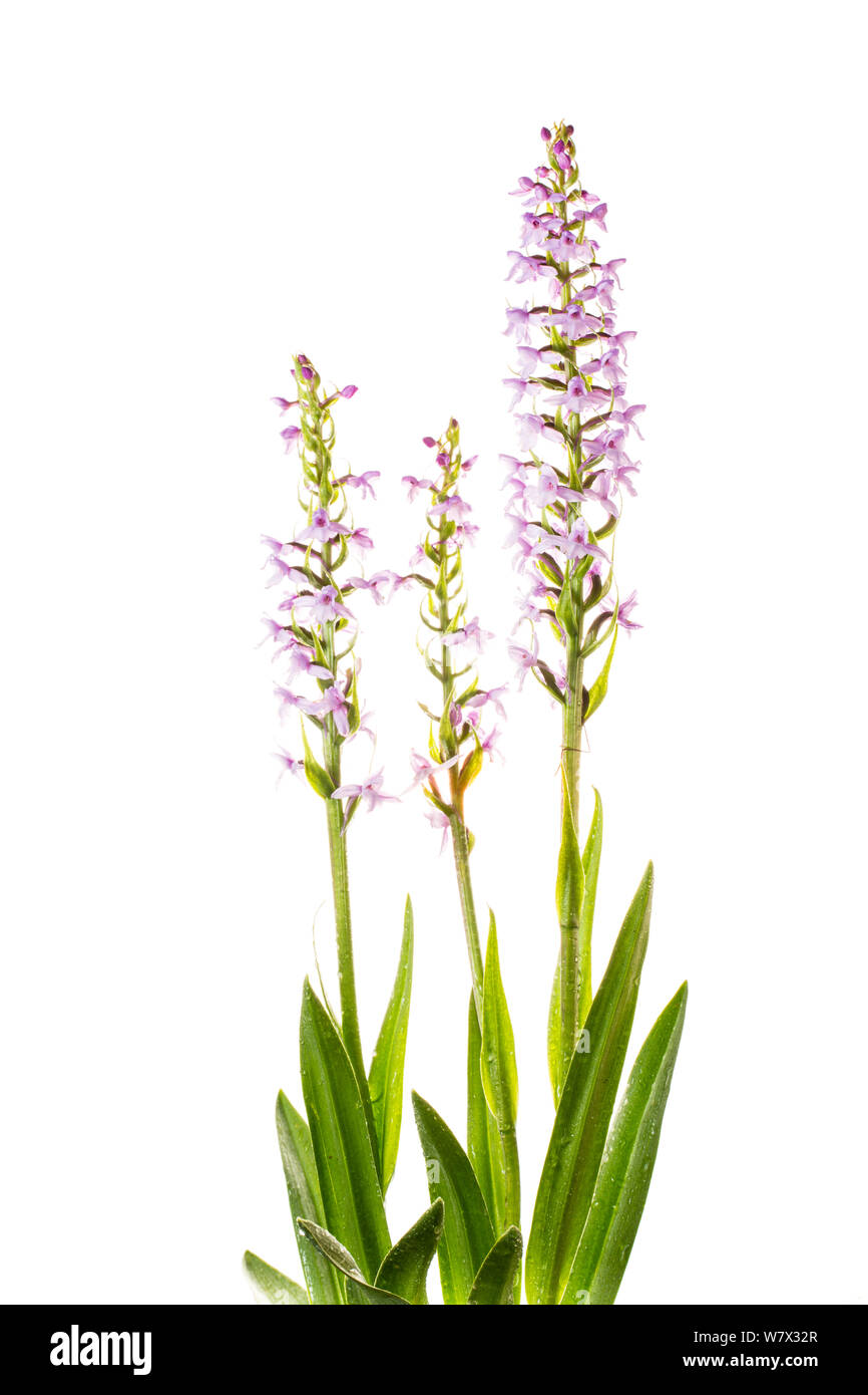 Provence orchid Banque d'images détourées - Alamy
