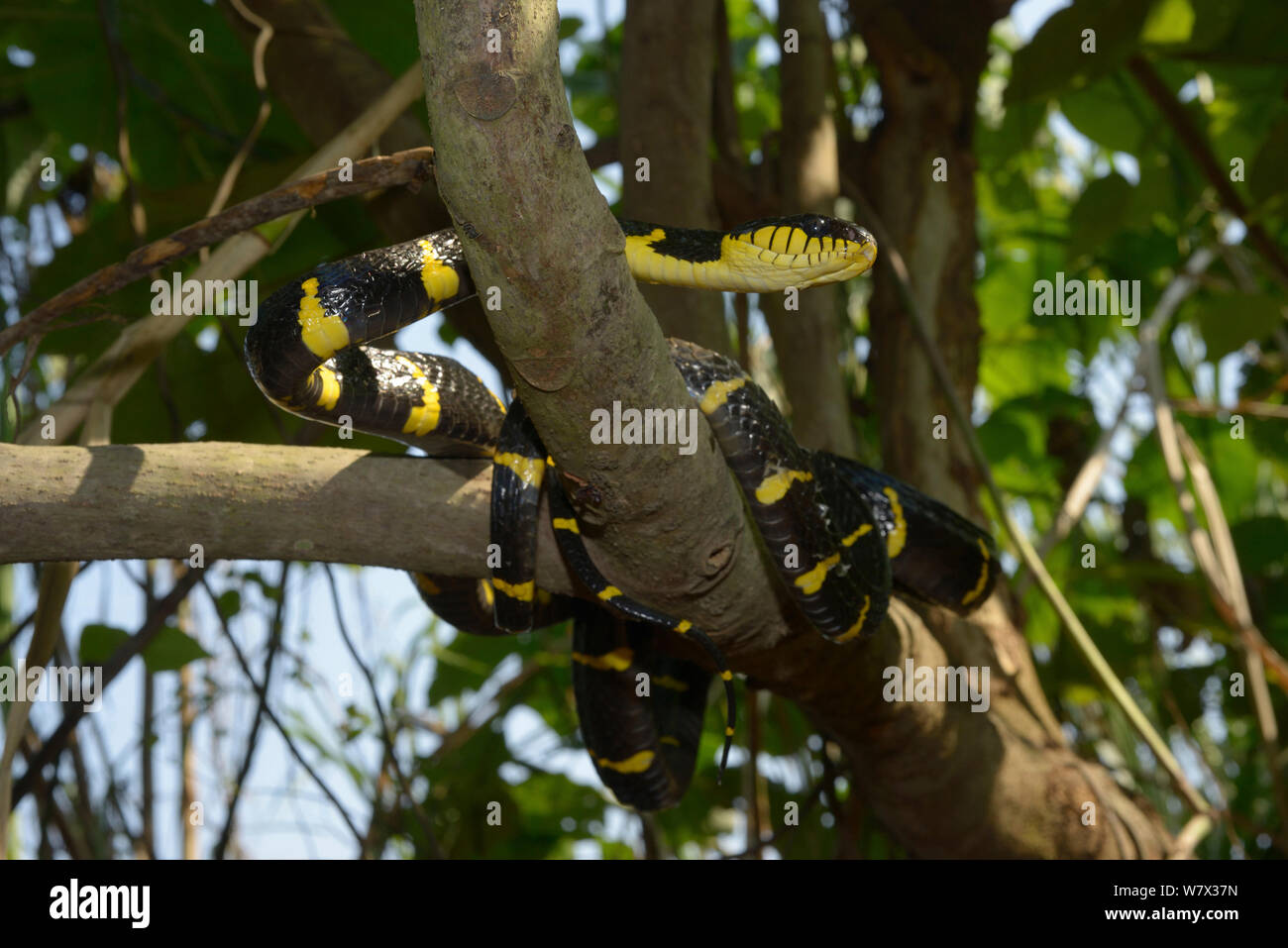 Martin-pêcheur d'or serpent Boiga dendrophila cat (dendrophila) Malaisie Banque D'Images