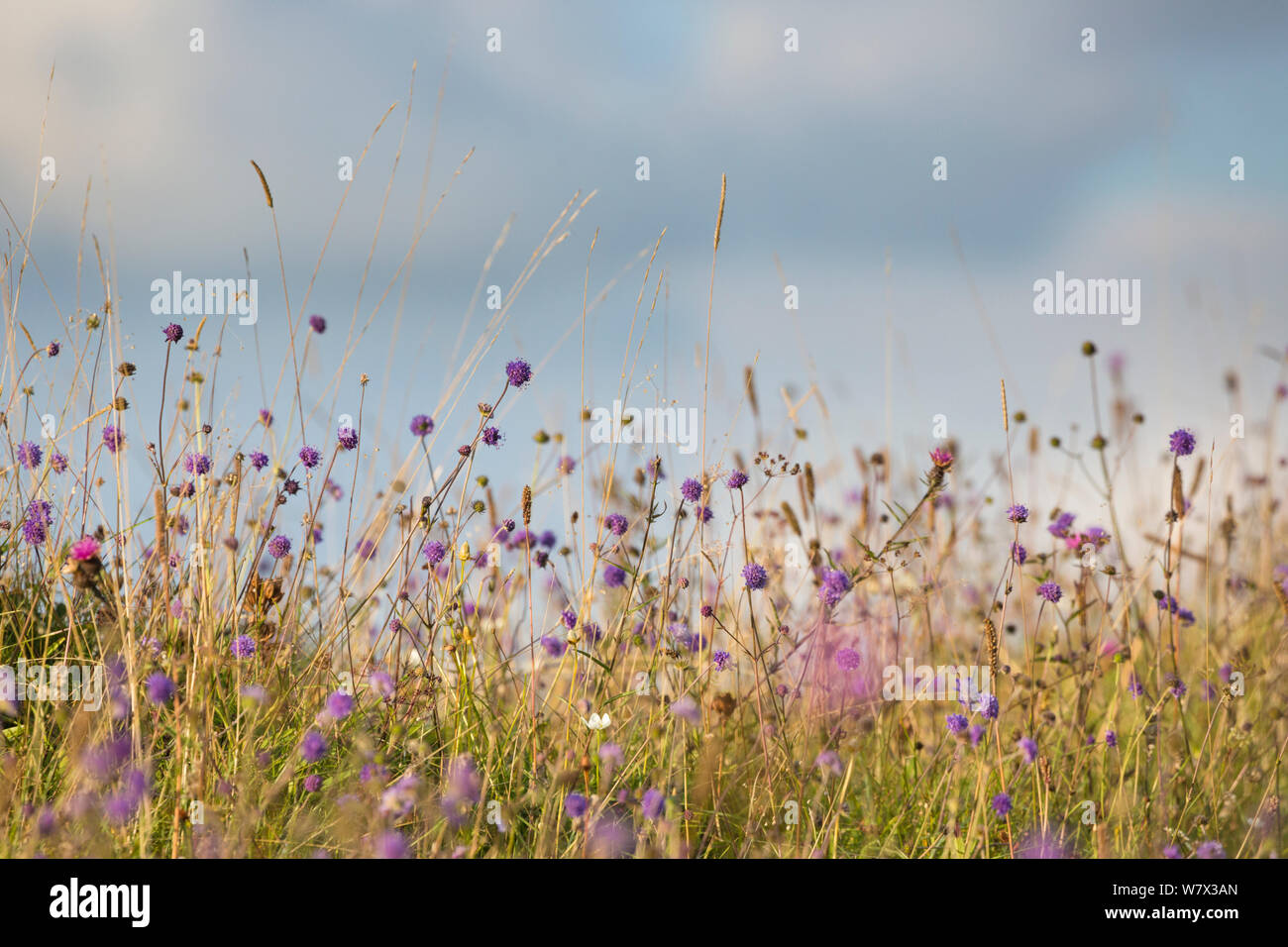 Devil's bit Scabious (Succisa pratensis) poussant dans les prairies calcaires. Parc national de Peak District, Derbyshire, Royaume-Uni. En août. Banque D'Images