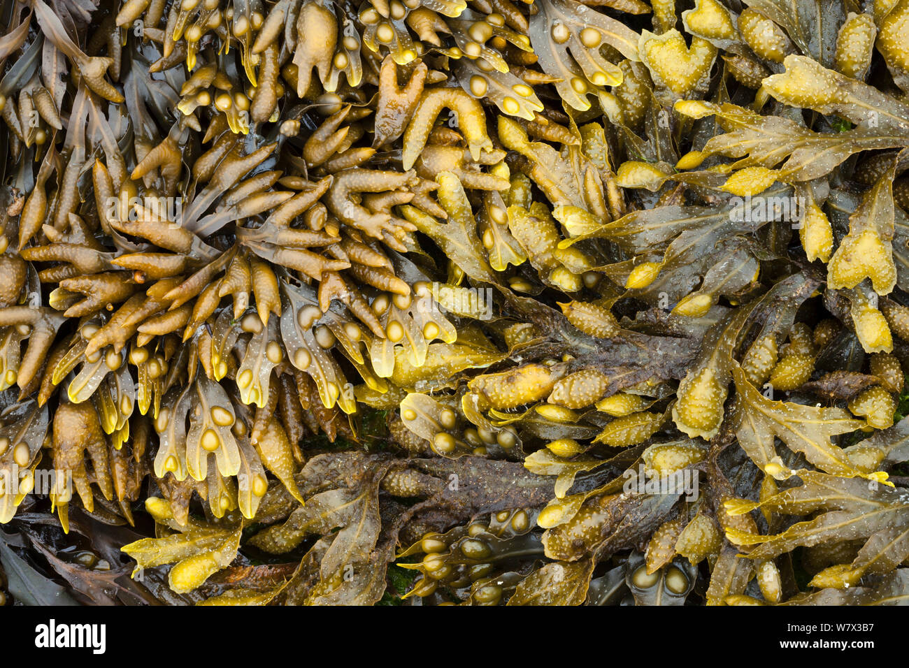 (Pelvetia canaliculata Rack canalisée), fucus vésiculeux (Fucus vesiculosus) et Rack en spirale (Fucus spiralis) L'algue, découverte à marée basse dans la zone côtière. Isle of Mull, Scotland, UK. De juin. Banque D'Images