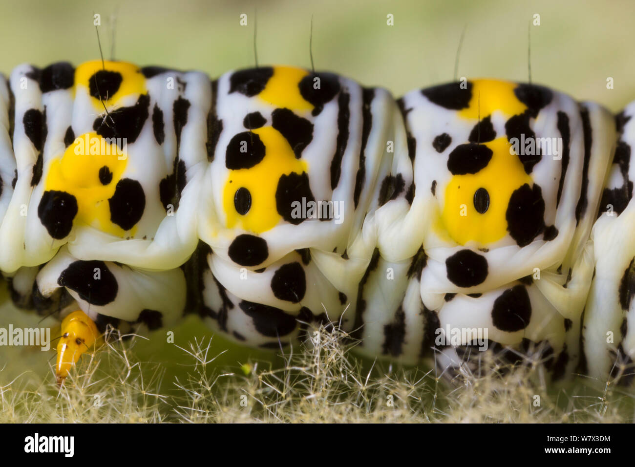 Mullein moth (Shargacucullia verbasci) Caterpillar. Devon, Royaume-Uni. De juin. Banque D'Images